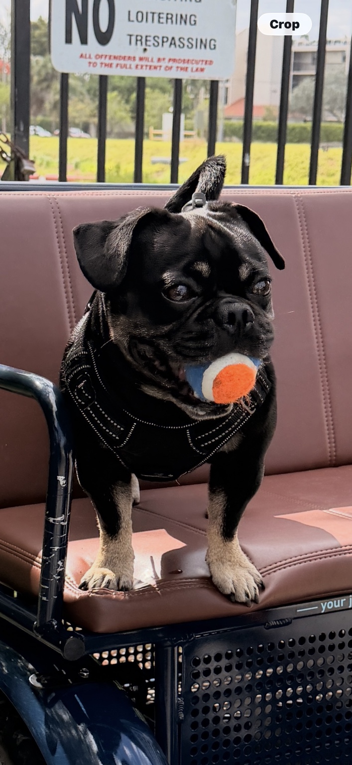 Onyx guarding his orange ball on a bench
