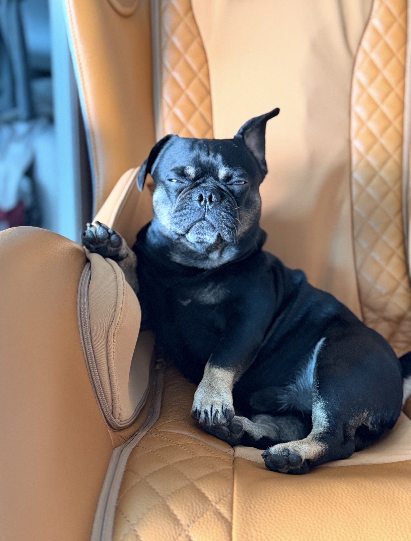 Onyx relaxing in a luxury car seat