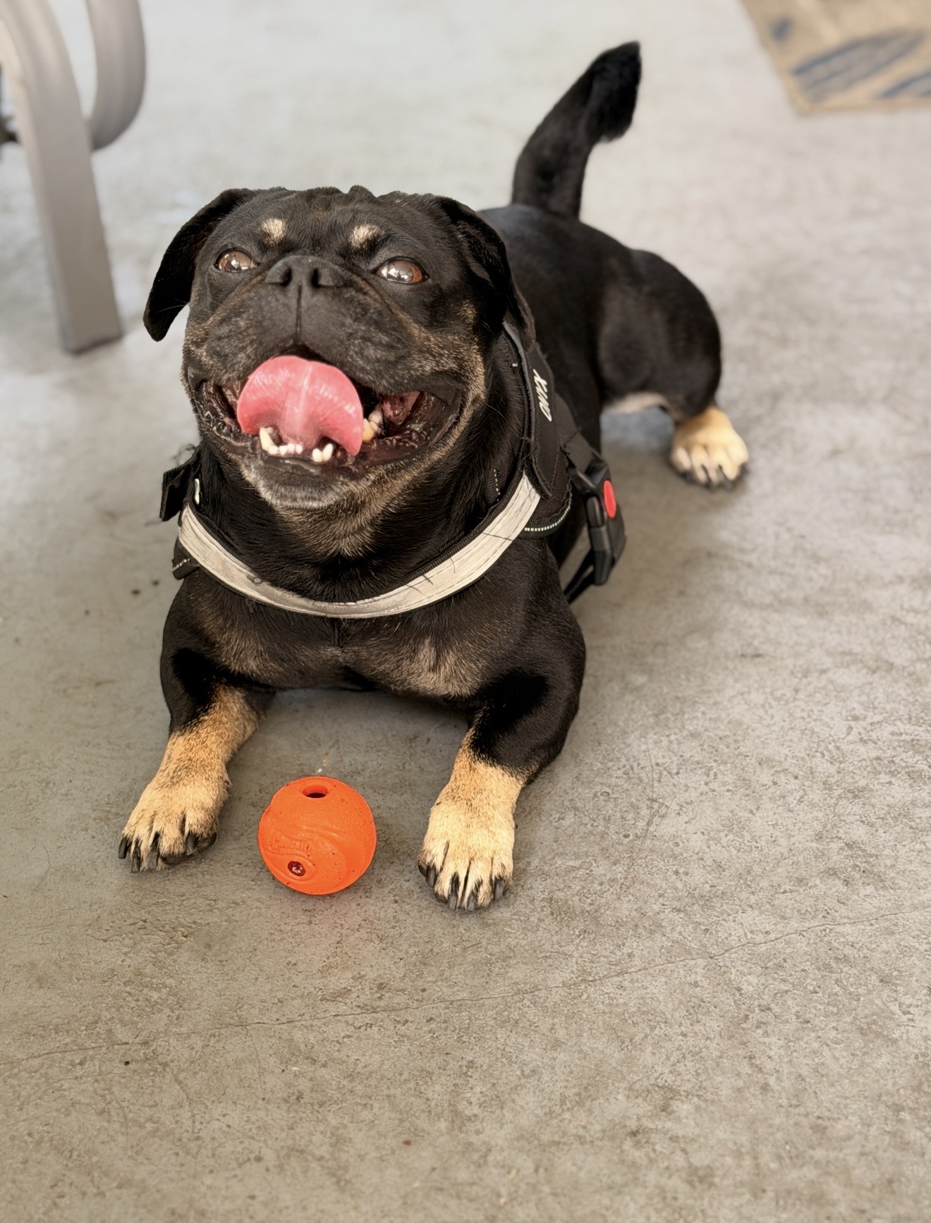 Onyx smiling over his orange ball