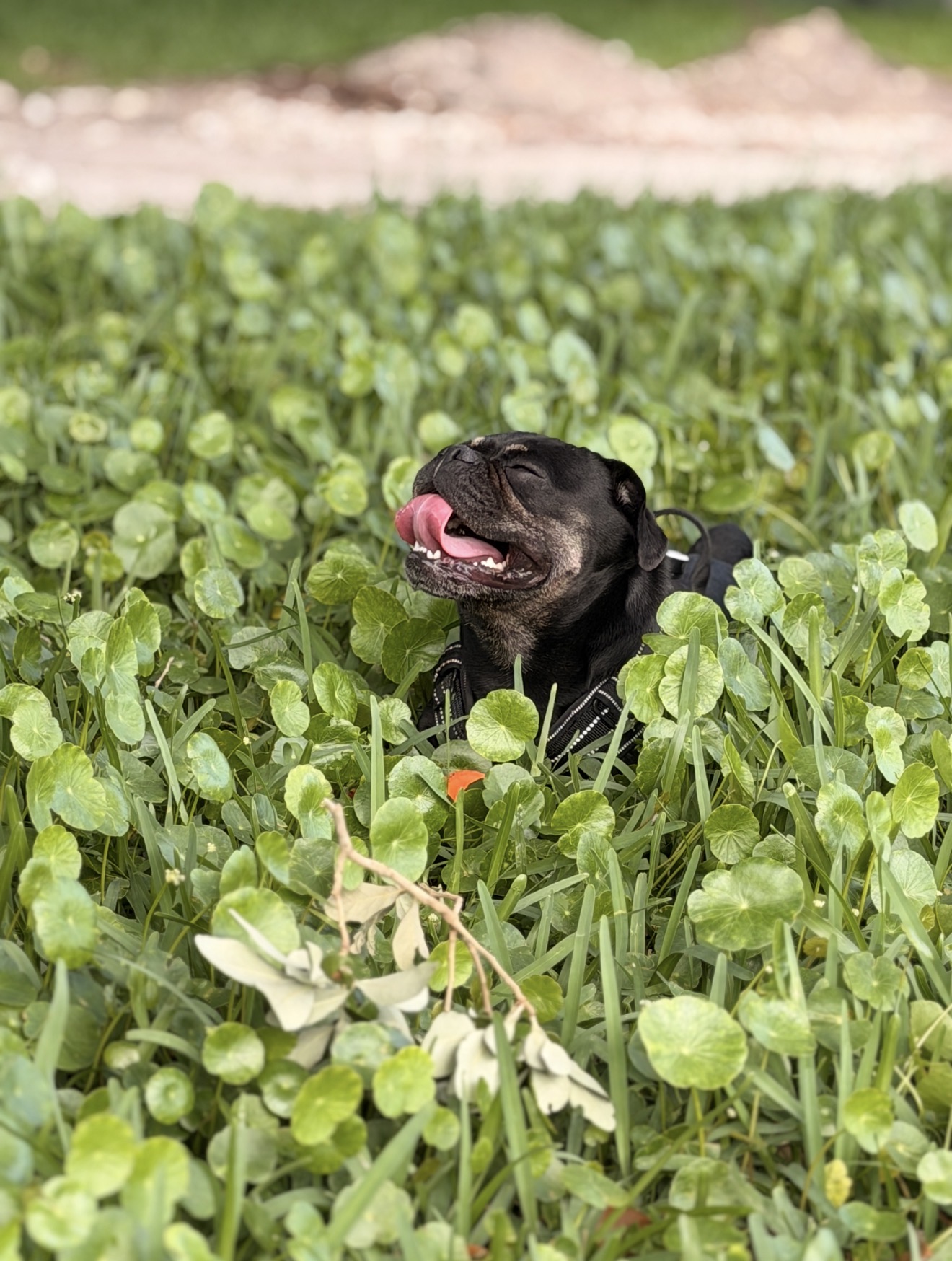 Onyx peeking through clover