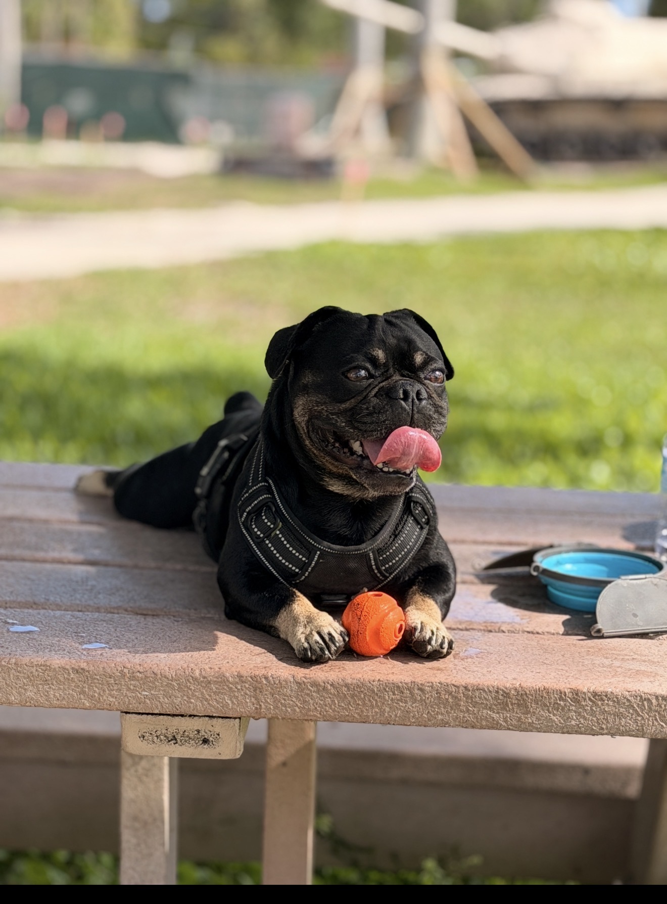 Onyx posing on a park bench