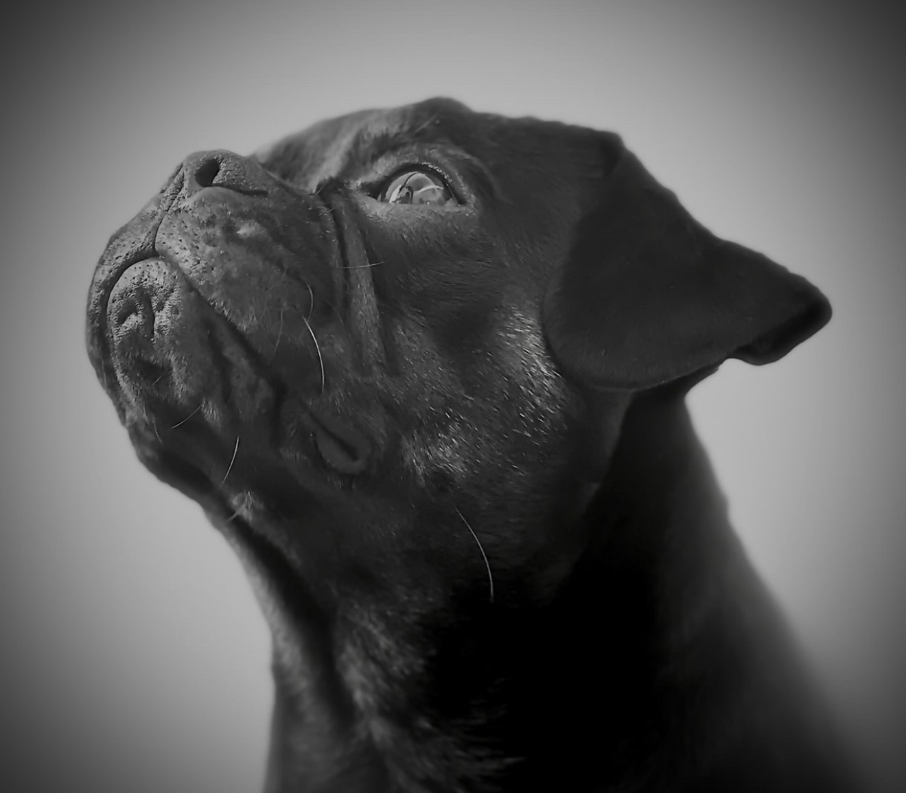 Black-and-white side profile portrait of Onyx