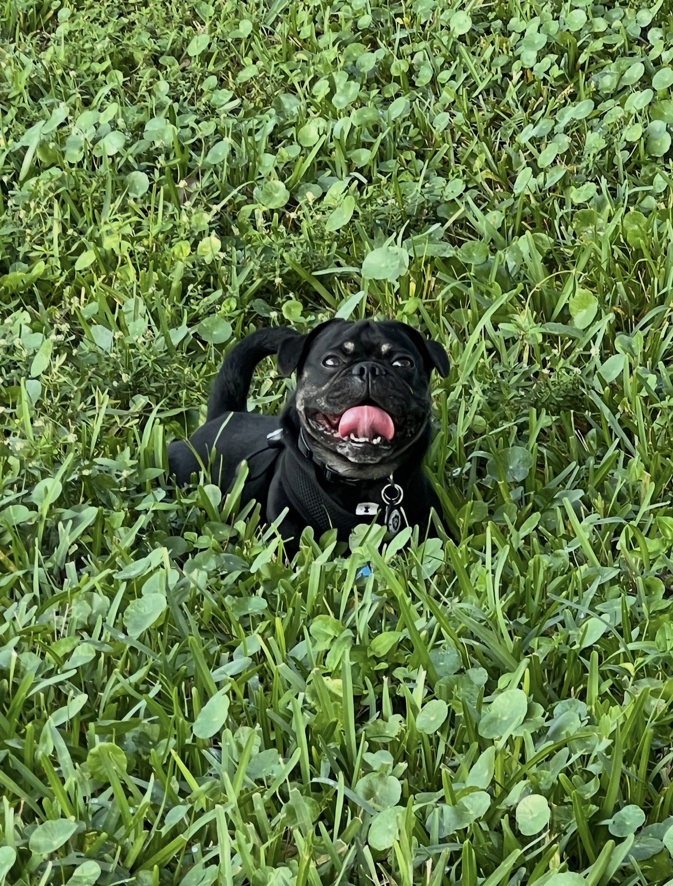 Onyx smiling in tall clover