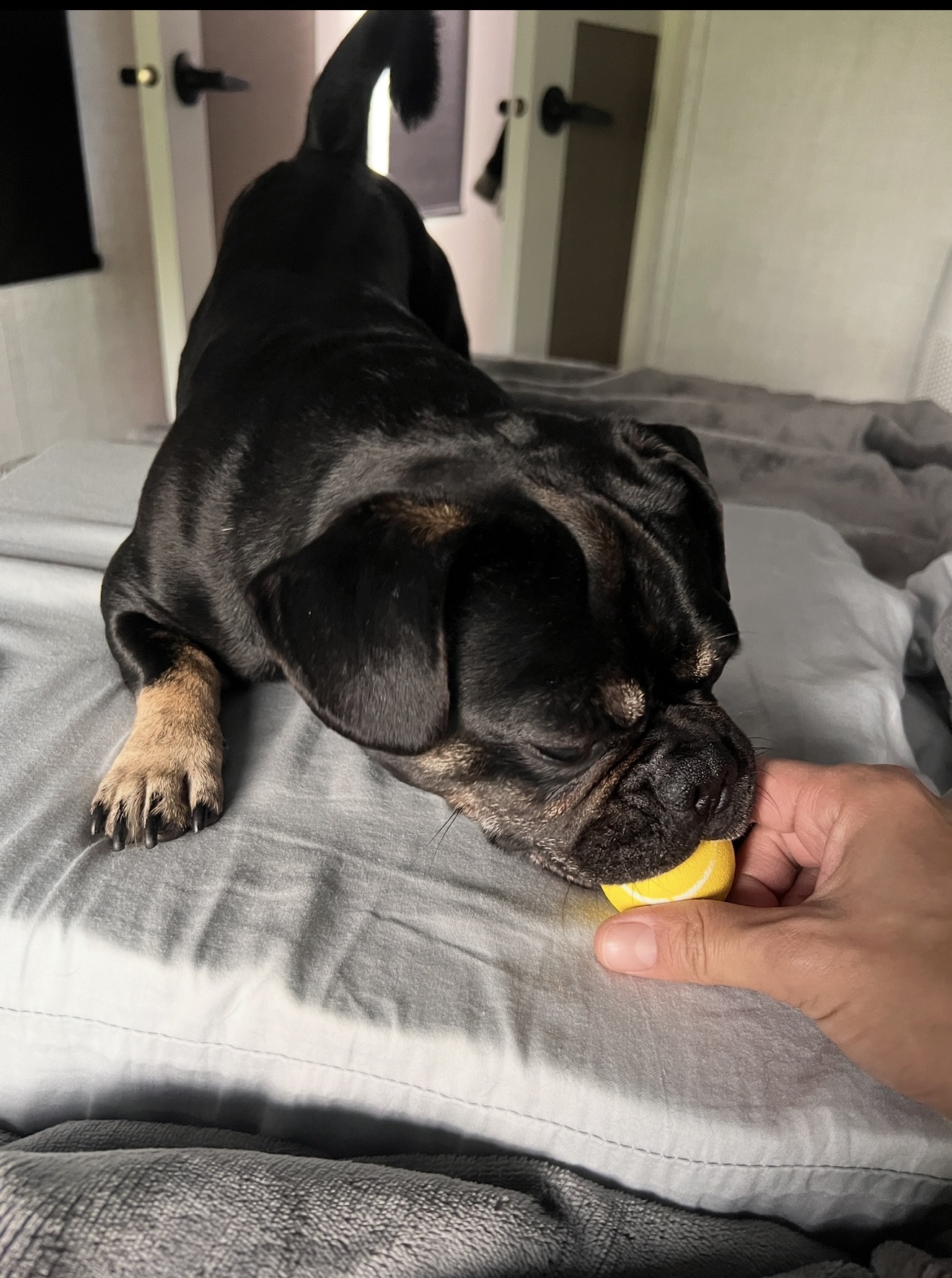 Onyx carefully inspecting his yellow ball