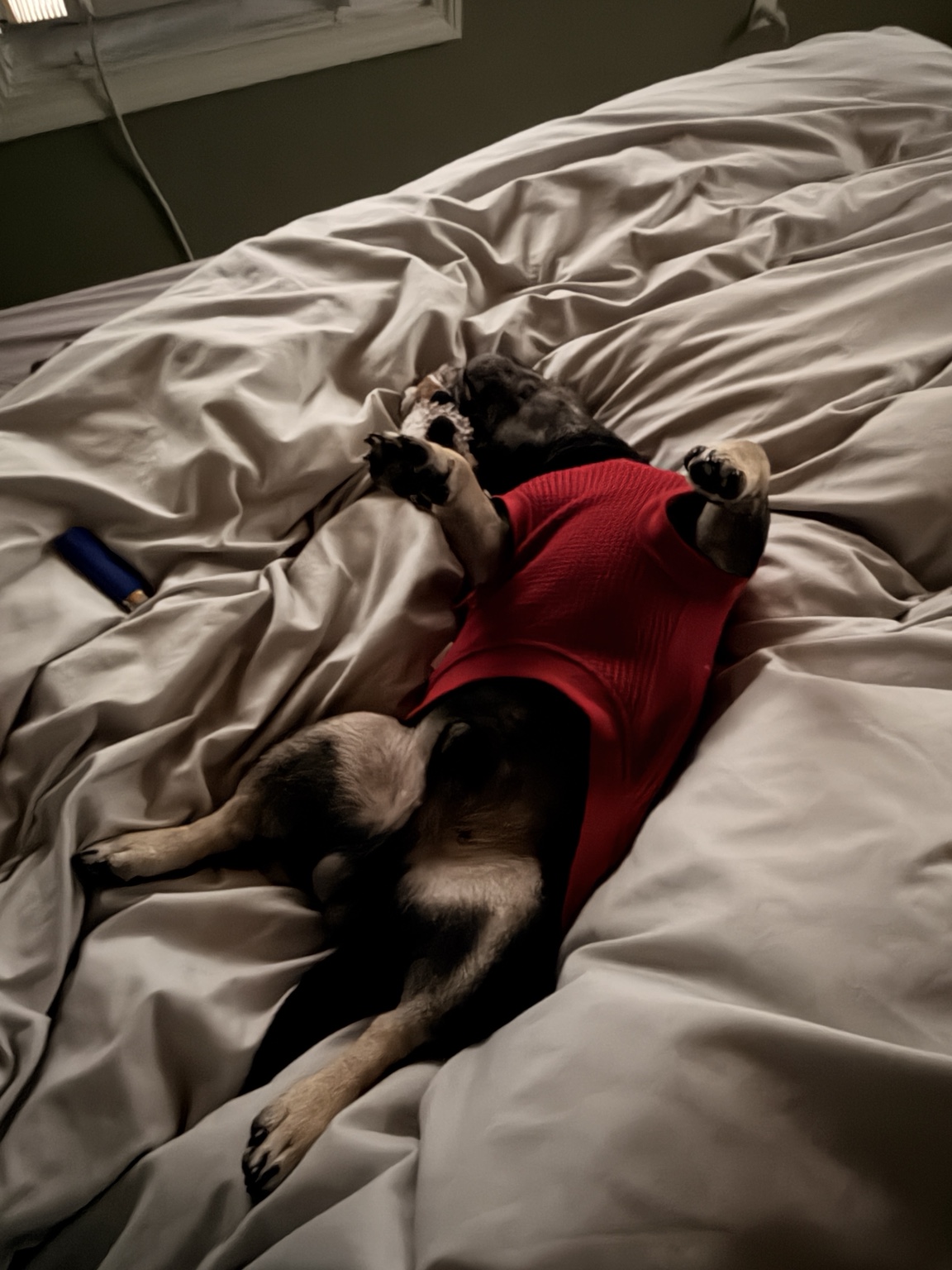 Onyx completely relaxed upside down in his red sweater