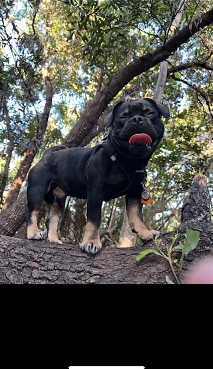 Onyx standing proudly on a tree