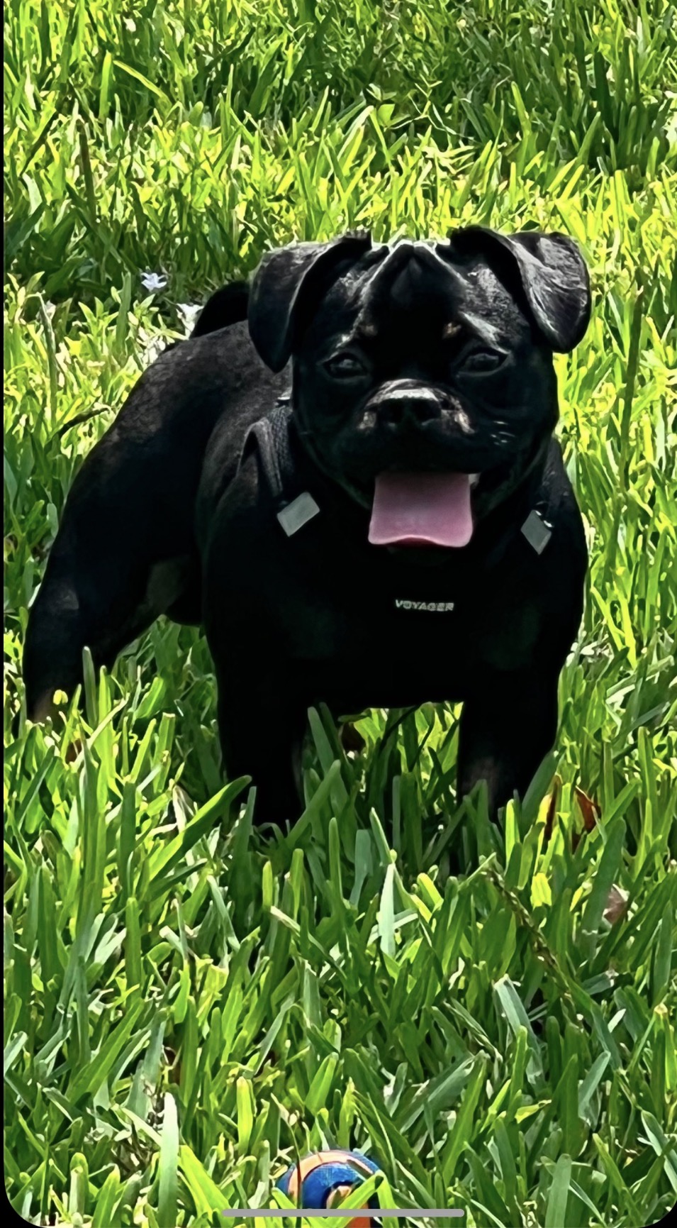 Onyx standing tough in the grass