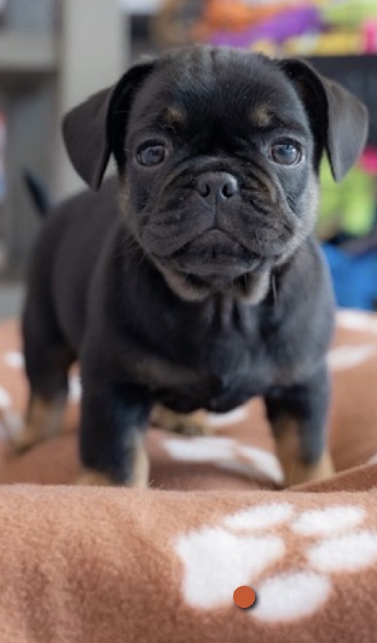 Baby Onyx ready to judge a product