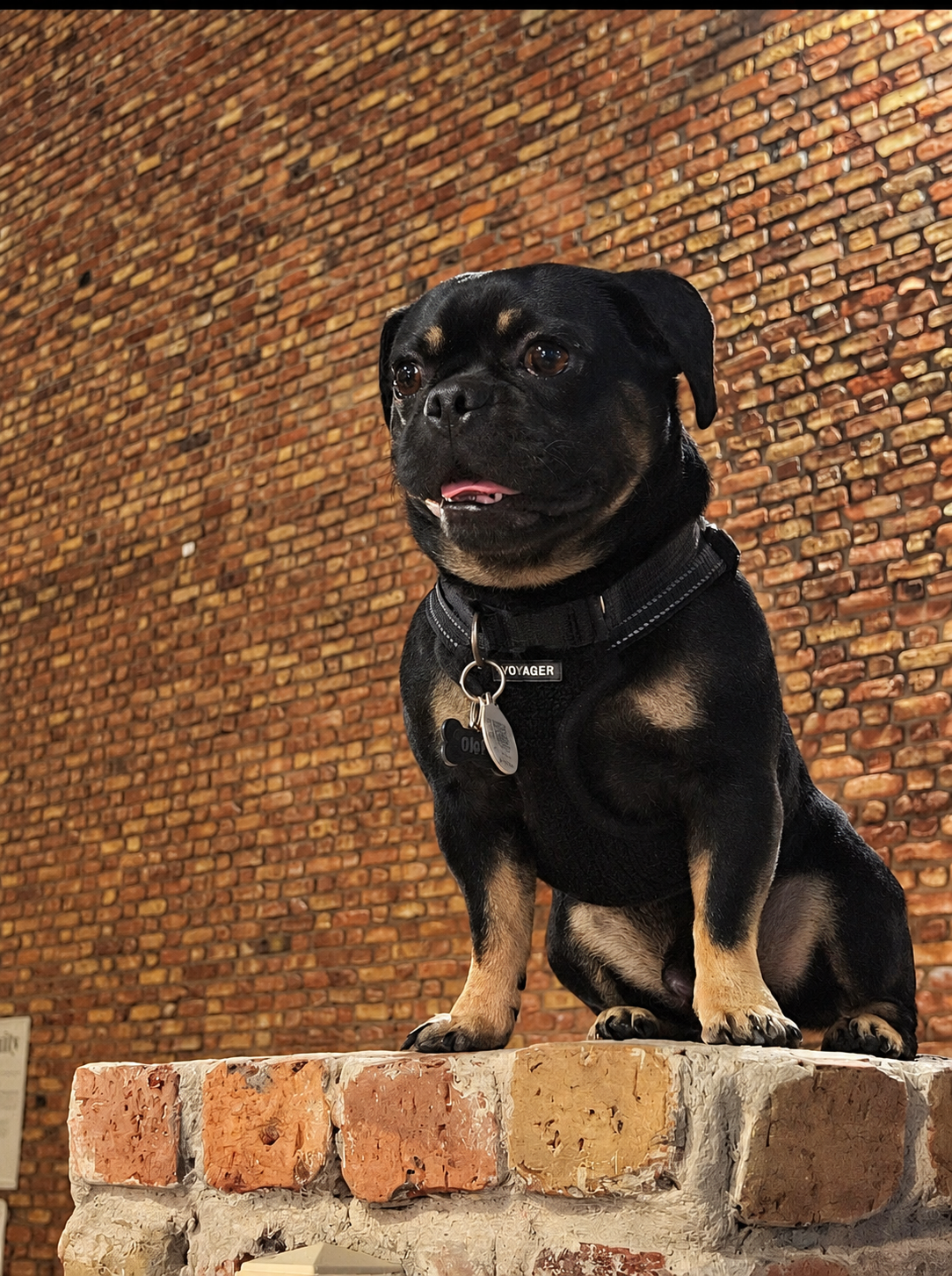 Onyx sitting proudly high on a brick platform