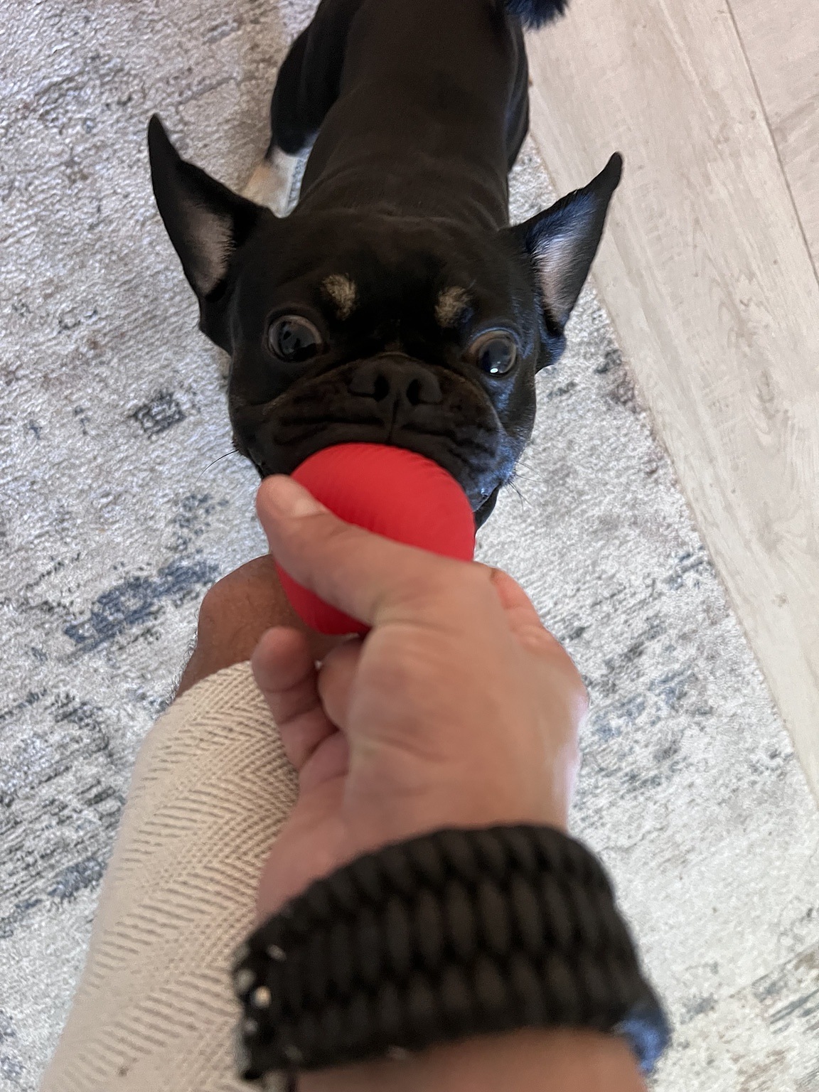 Onyx refusing to let go of his red ball