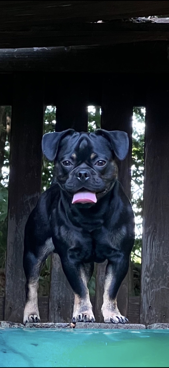 Onyx standing strong on a wooden platform